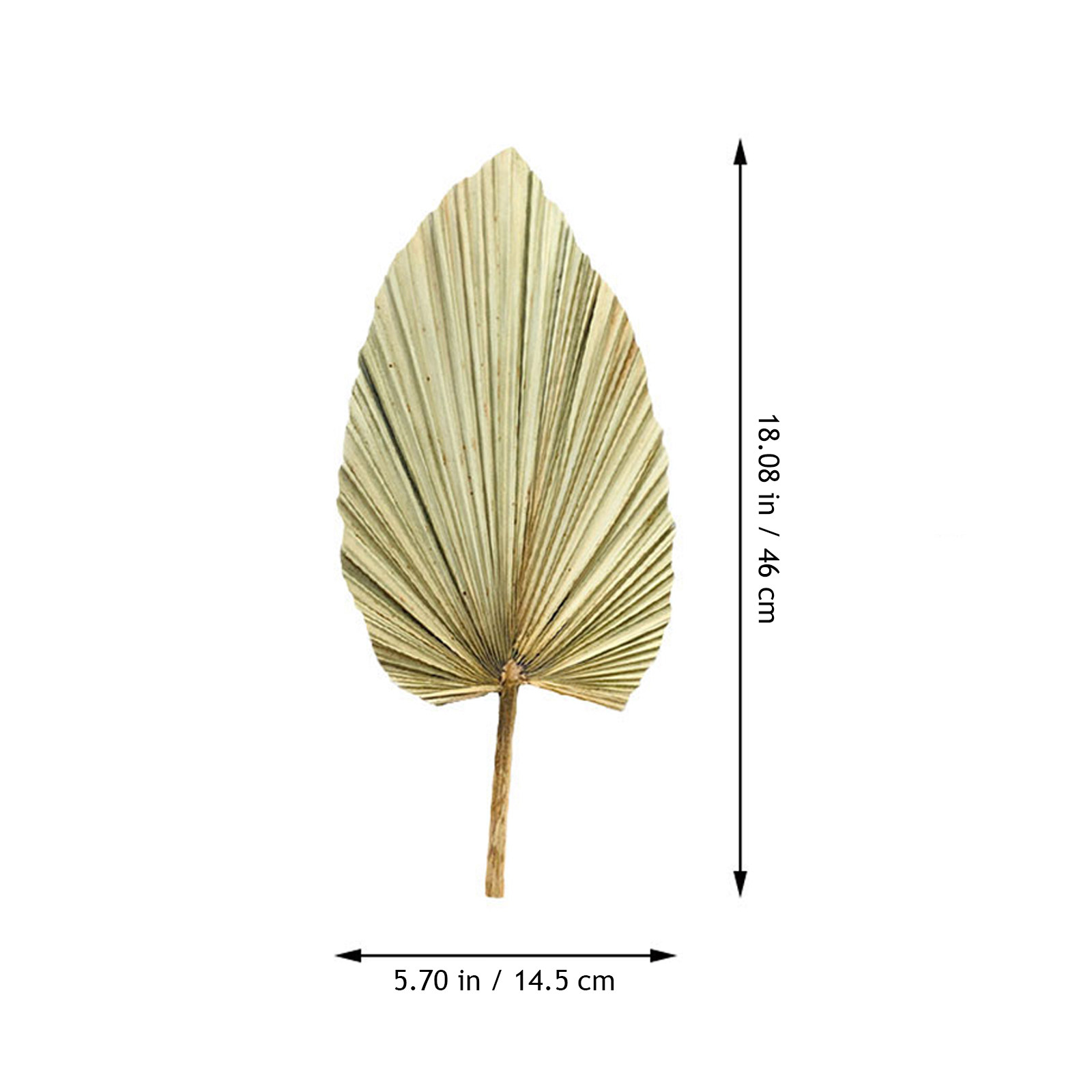 1Pcs Vivid Palm Leaf Decor Nat - Palm Leaf Dried recension och pris