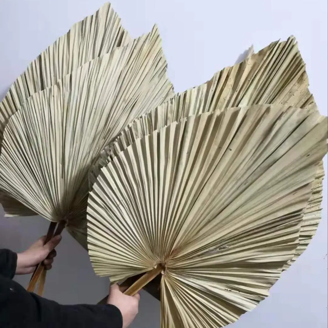 Natural Dried Palm Leaves, DIY - Palm Leaf Dried recension och pris