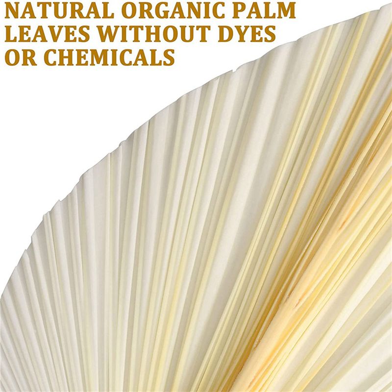 Large White Dried Palm Leaves  - Palm Leaf Dried recension och pris